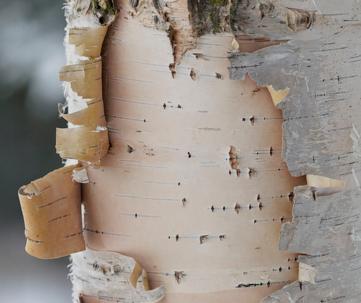 Wholesale Birch Collection