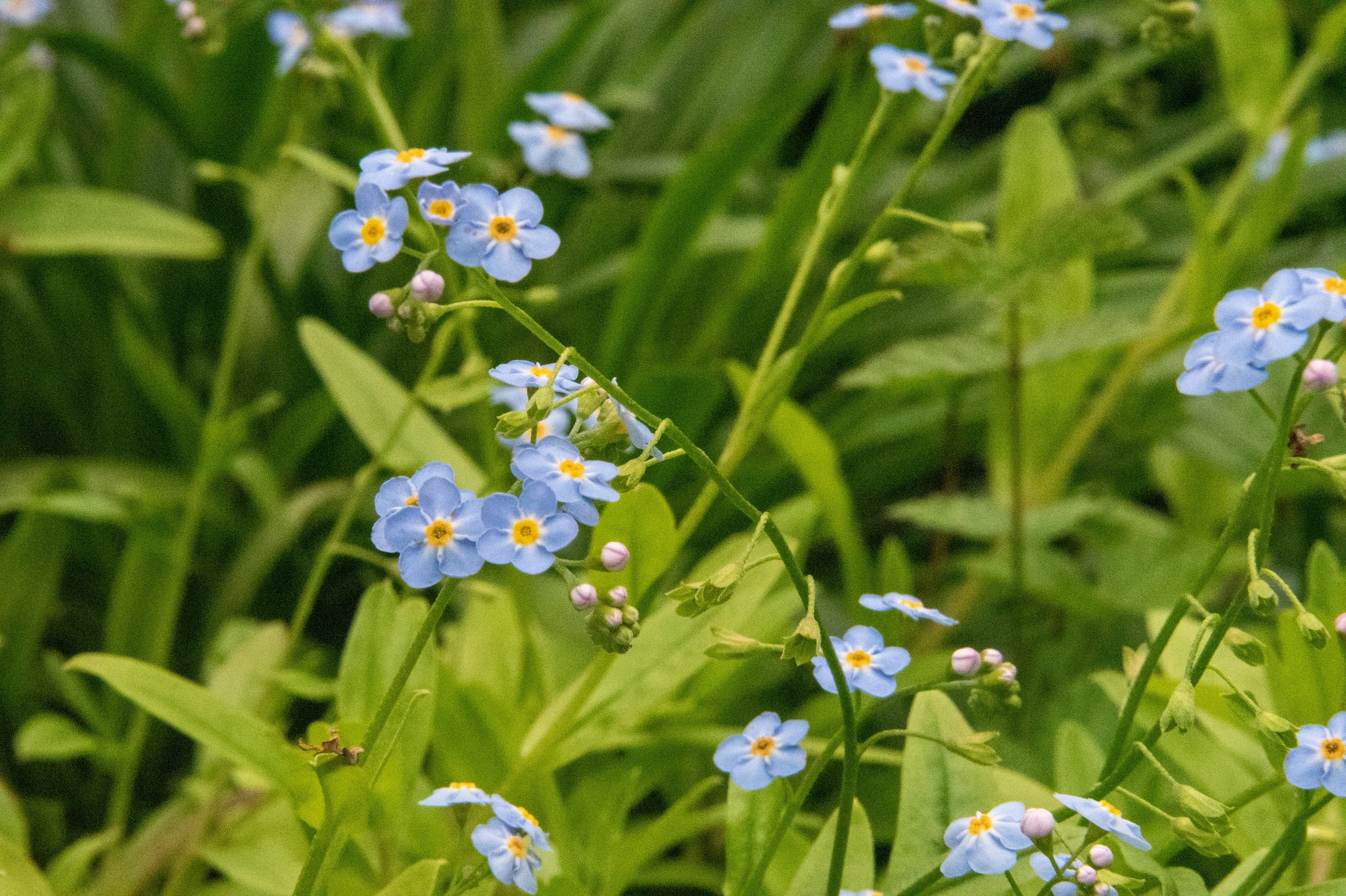 Wholesale Floral Collection