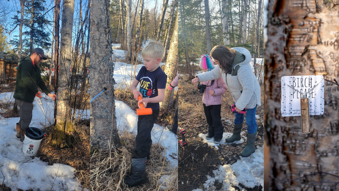 Exploring the Beauty of Birch Trees