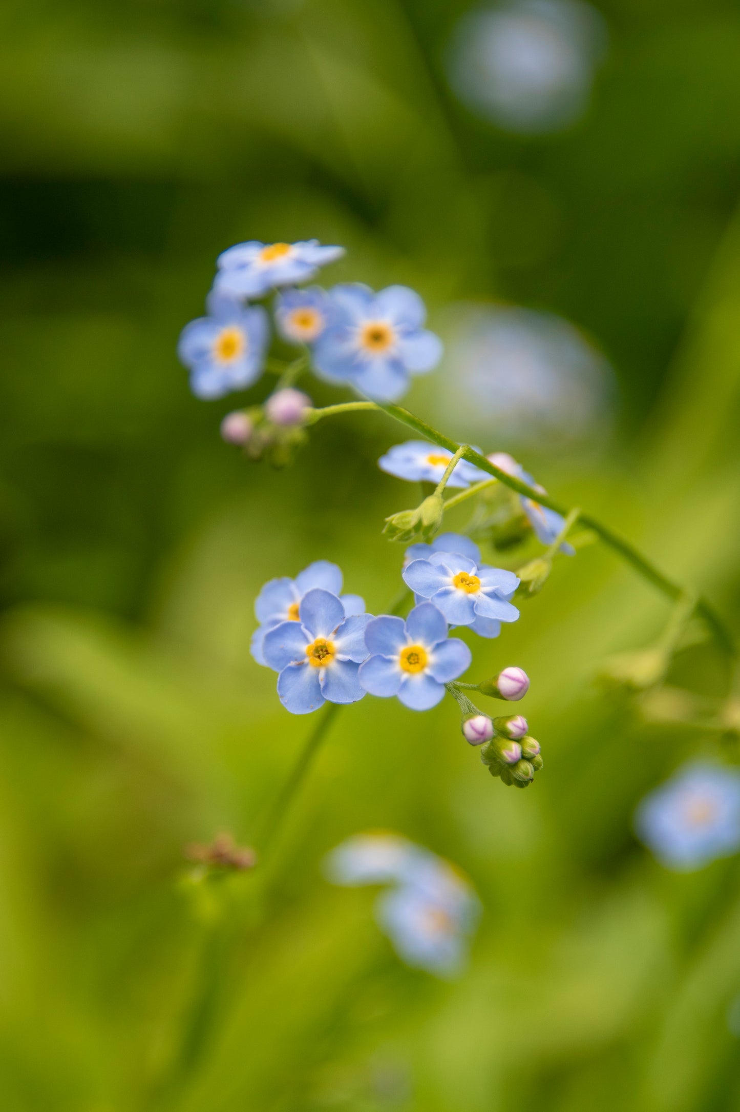 The Josie - Our Round Forget-Me-Not Open Dangle Earrings