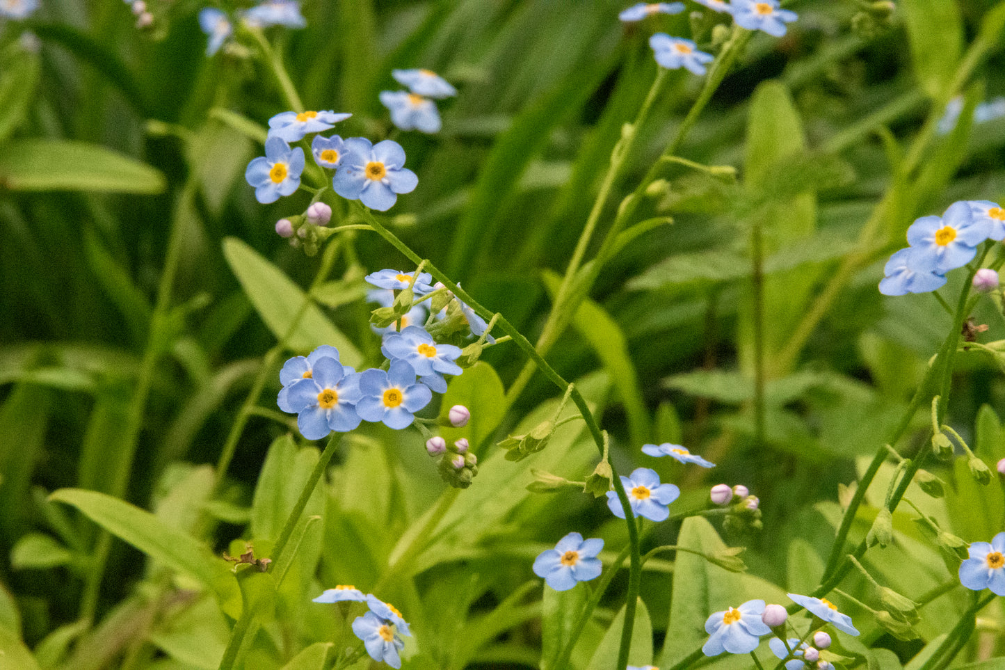 The Josie - Our Round Forget-Me-Not Open Dangle Earrings