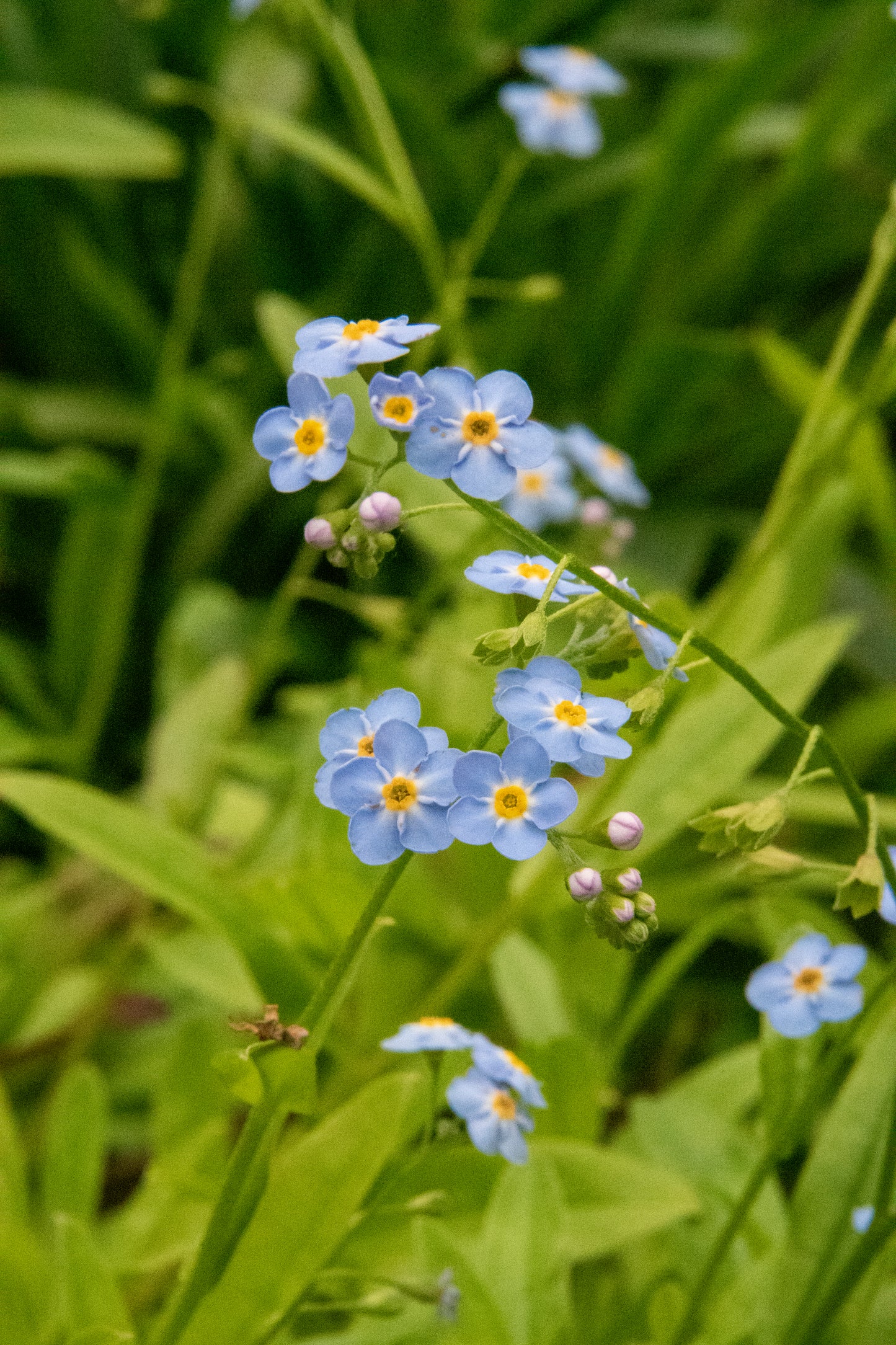 The Callie - Our Round Forget-Me-Not Hoop Earrings