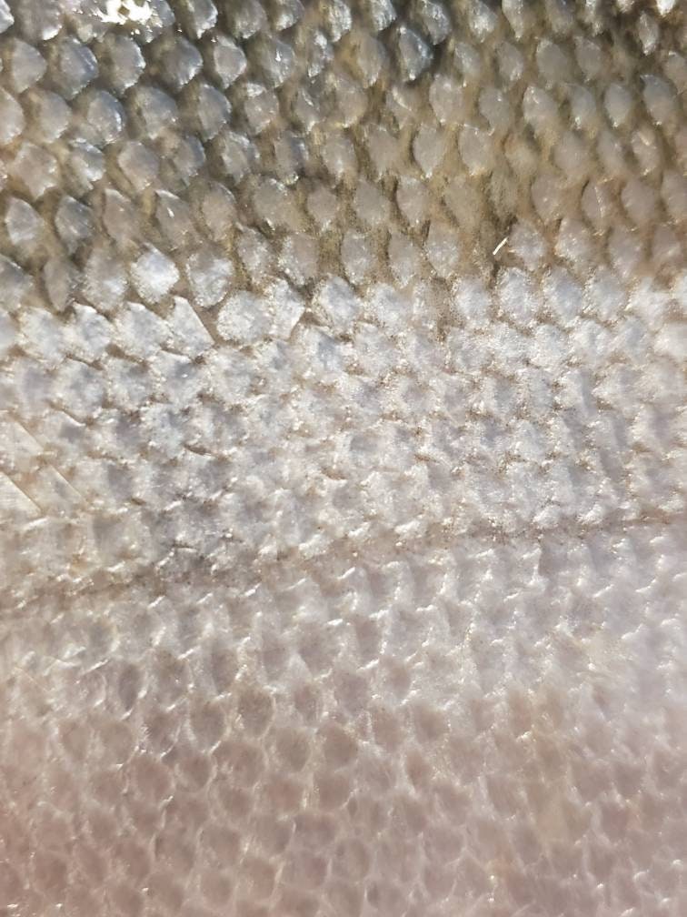 The Judd - Our Salmon Money Clip - Wholesale