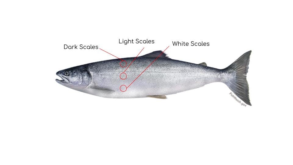 The Amber - Our Rectangle Salmon Ring - Wholesale