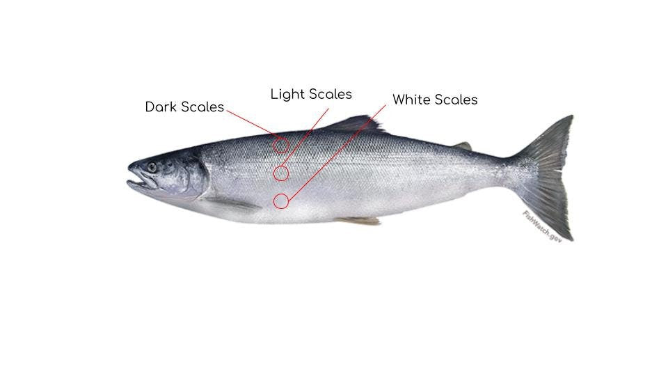 The Brenda - Our Round Salmon Stick Drop Earrings - Wholesale